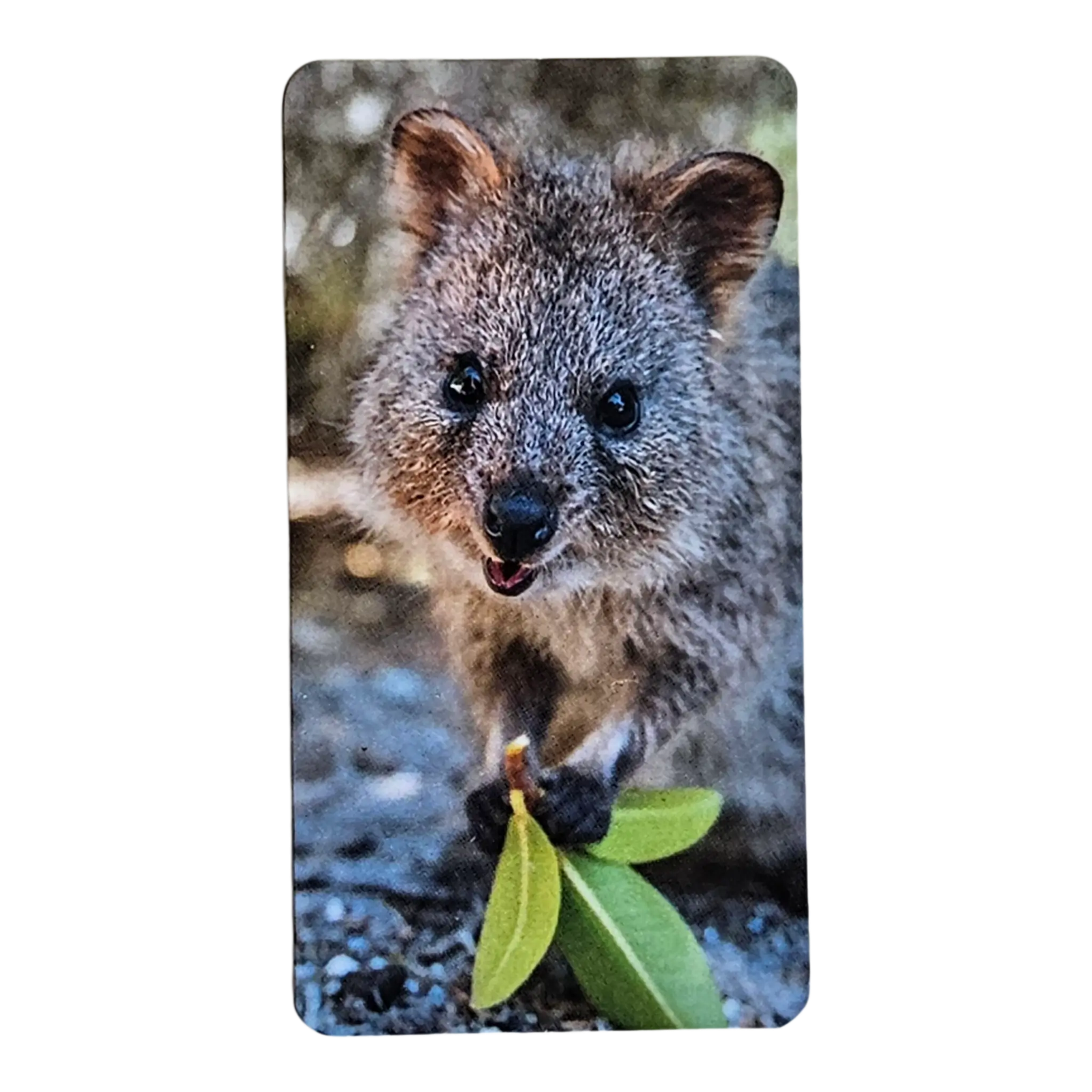 BE@RBRICK Series 46 “Quokka” (100%) – SECRET 2 BE@RBRICK Series 46 “Quokka” (100%) – SECRET - Image 2